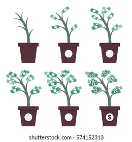 Money Tree Growth