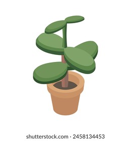 Money tree indoor plant - hand drawn isometric vector illustration.