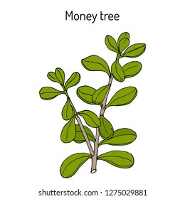 Money tree or jade plant (Crassula portulacea), medicinal plant. Hand drawn botanical vector illustration