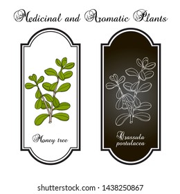 Money tree or jade plant (Crassula portulacea), medicinal plant. Hand drawn botanical vector illustration