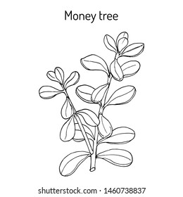 Money tree or jade plant (Crassula portulacea), medicinal plant. Hand drawn botanical vector illustration