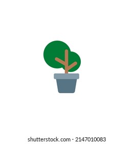 Money tree in a pot