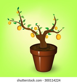 Money tree in a pot