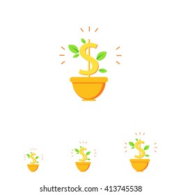 Money tree in pot