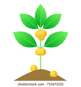 money tree, vector