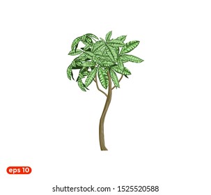 money tree vector illustration isolated on white