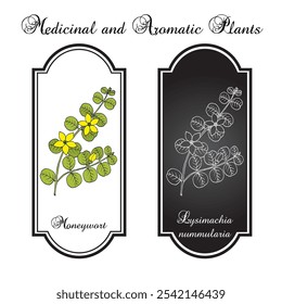 Moneywort, oder schleichende Jenny (Lysimachia nummularia), medizinische und Zierpflanze. Handgezeichnete botanische Vektorgrafik