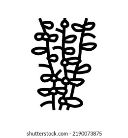 moneywort seaweed line icon vector. moneywort seaweed sign. isolated contour symbol black illustration