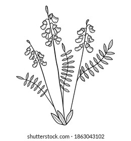 Mongolian milkvetch (astragalus membranaceus), medicinal plant, isolated on white background, hand drawn botanical vector illustration, in sketch style.