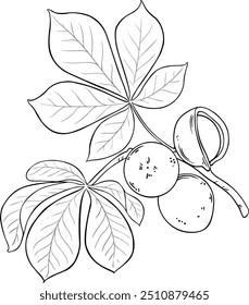 Mongongo Branch with Nuts Outline Illustration.