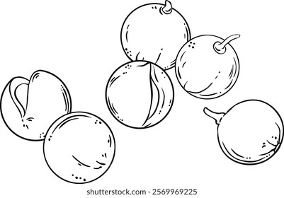 mongongo nuts isolated outline illustration