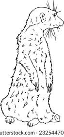 mongoose predatory mammal stands on its hind legs doodle linear cartoon coloring book