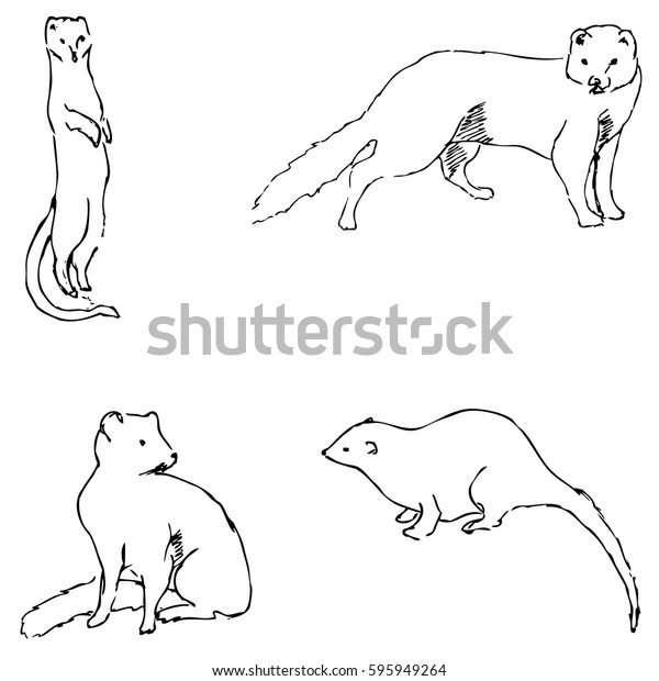 Mongoose Sketch By Hand Pencil Drawing Stock Vector Royalty Free