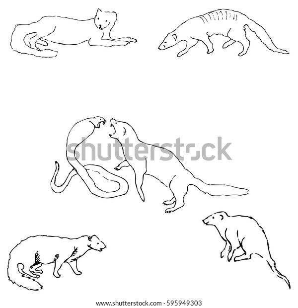 Mongoose Sketch By Hand Pencil Drawing Stock Vector Royalty Free