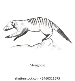 Mongoose vector illustration. Banded mongoose Herpestidae. Marmot in engraving style