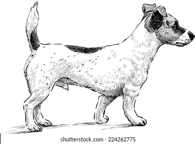 mongrel