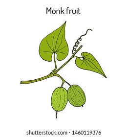 Monk fruit or luo han guo (Siraitia grosvenorii), medicinal plant. Hand drawn botanical vector illustration