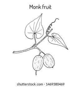 Monk fruit or luo han guo (Siraitia grosvenorii), medicinal plant. Hand drawn botanical vector illustration