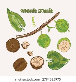 Monk Fruit or luo han guo line art and color hand drawn vector illustration. Rough crayon strokes doodle in an expressive loose coloring book style