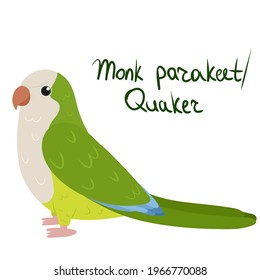 Monk parakeet or Quaker parrot in cartoon style on white background. Vector hand drawn illustration. Myiopsitta monachus