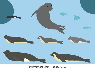  Monk seal, Mediterranean monk seal or sea wolf is an endangered specie of seal that lives in the Aegean Sea, the archipelago of Madeira and the Cabo Blanco area in the northeastern Atlantic Ocean.