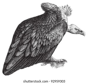 Monk Vulture (Aegypius monachus) / vintage illustration from Meyers Konversations-Lexikon 1897