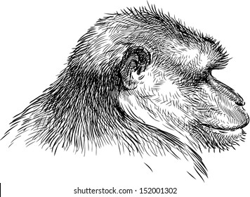 monkey