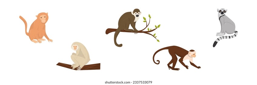 Monkey as Arboreal Ape with Long Tail Sitting on Branch Vector Set