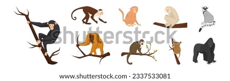 Monkey as Arboreal Ape with Long Tail Sitting on Branch Vector Set