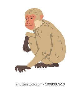 Monkey as Arboreal Herbivorous Ape in Sitting Pose Vector Illustration