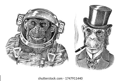 Monkey astronaut and gentleman with a cigar. Chimpanzee Spaceman dressed in Suit. Fashion Animal character. Hand drawn sketch. Vector engraved illustration for label, logo and T-shirts or tattoo.