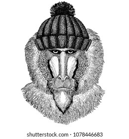 Monkey, baboon, dog-ape, ape Cool animal wearing knitted winter hat. Warm headdress beanie Christmas cap for tattoo, t-shirt, emblem, badge, logo, patch