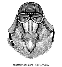 Monkey, baboon, dog-ape, ape wild biker animal wearing motorcycle helmet. Hand drawn image for tattoo, emblem, badge, logo, patch, t-shirt.