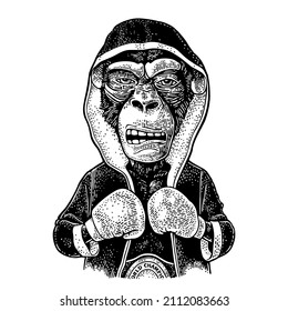 Monkey boxer dressed in robe, gloves and champion belt. Vintage black engraving illustration for poster. Isolated on white background