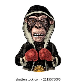 Monkey boxer dressed in robe, gloves and champion belt. Vintage color engraving illustration for poster. Isolated on white background