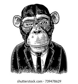 Monkey businessman dressed in human suit, tie and rectangular glasses. Vintage black engraving illustration for poster. Isolated on white background