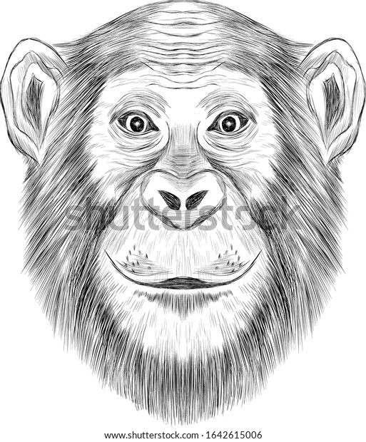 猿のチンパンジーの白黒のスケッチカラーリングブックベクターイラスト のベクター画像素材 ロイヤリティフリー