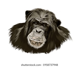 Monkey chimpanzee head portrait from a splash of watercolor, colored drawing, realistic. Vector illustration of paints