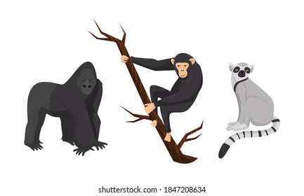 Monkey with Chimpanzee Sitting on Tree Branch Vector Set