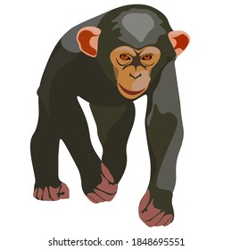 Monkey chimpanzee vector drawing animal