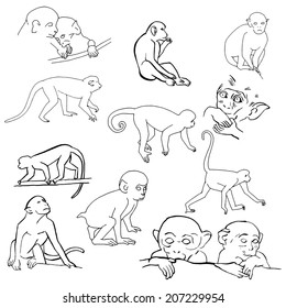 Monkey collection 