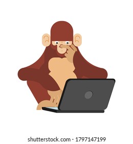 Mono y ordenador. Chimpanzee mira la laptop