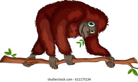 The monkey crawls along the branch