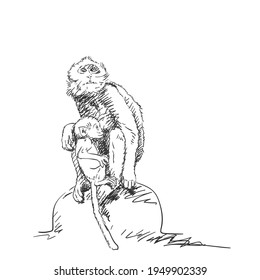 Monkey female with cub sketch, Macaque mom with baby hand drawn vector black and white graphics