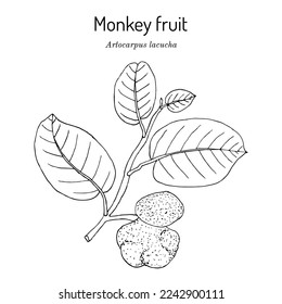 Frutos de mono (Artocarpus lacucha), plantas comestibles y medicinales. Ilustración de vector botánico dibujada a mano