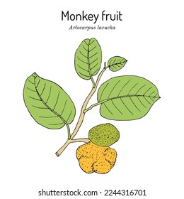 Monkey fruit (Artocarpus lacucha), edible and medicinal plant. Hand drawn botanical vector illustration