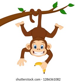 Monkey is hanging on a branch and holding a banana on a white background.