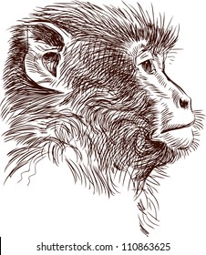 monkey head