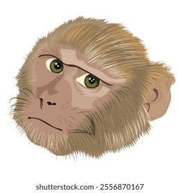 Monkey Head Illustration With Realistic Facial Expression Isolated on White Background. Wildlife and Primate Art Design