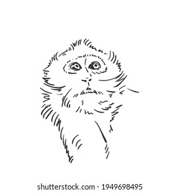 Monkey head sketch, Macaque looking up portrait hand drawn vector black and white graphics